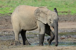 WCS Statement on IUCN Recognition of Two Species of African Elephants 